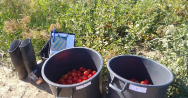 Valorização de subprodutos pecuários na cultura do tomate para a indústria