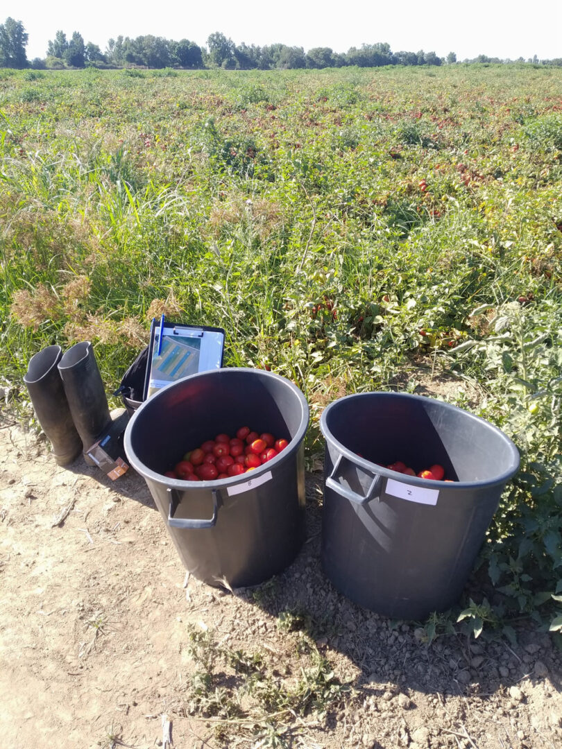 Valorização de subprodutos pecuários na cultura do tomate para a indústria
