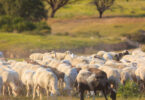 ZERO defende pastagens no centro do combate à desertificação