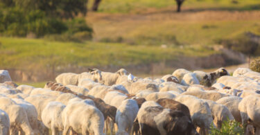 ZERO defende pastagens no centro do combate à desertificação