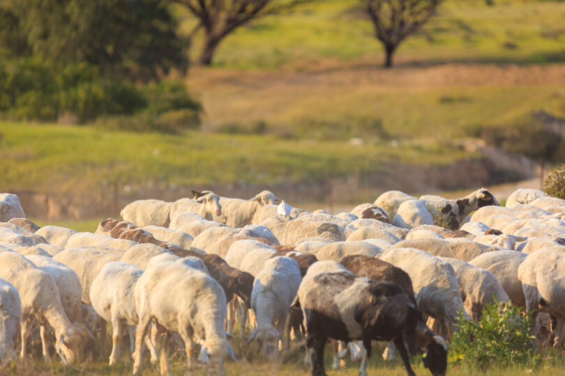 ZERO defende pastagens no centro do combate à desertificação