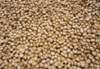 Investigadores do Porto triplicam teor de zinco em grãos de sorgo através de sensor molecular
