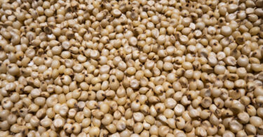 Investigadores do Porto triplicam teor de zinco em grãos de sorgo através de sensor molecular