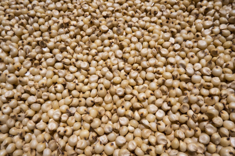 Investigadores do Porto triplicam teor de zinco em grãos de sorgo através de sensor molecular
