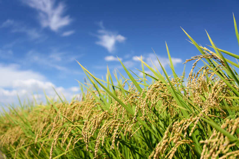 Estudo associa seca à redução da absorção de ferro pelas culturas agrícolas