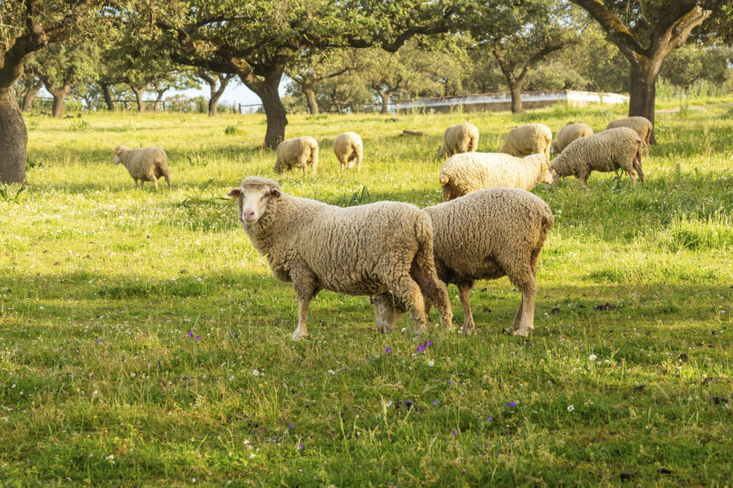 Resistência anti-helmíntica em ovinos e produtos naturais como potenciadores anti-helmínticos