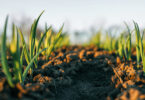Rendimento agrícola deverá aumentar até 2035, mas volatilidade ameaça ganhos