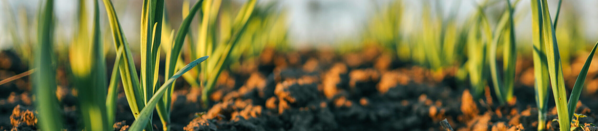 Rendimento agrícola deverá aumentar até 2035, mas volatilidade ameaça ganhos