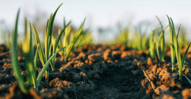 Rendimento agrícola deverá aumentar até 2035, mas volatilidade ameaça ganhos