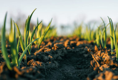 Rendimento agrícola deverá aumentar até 2035, mas volatilidade ameaça ganhos