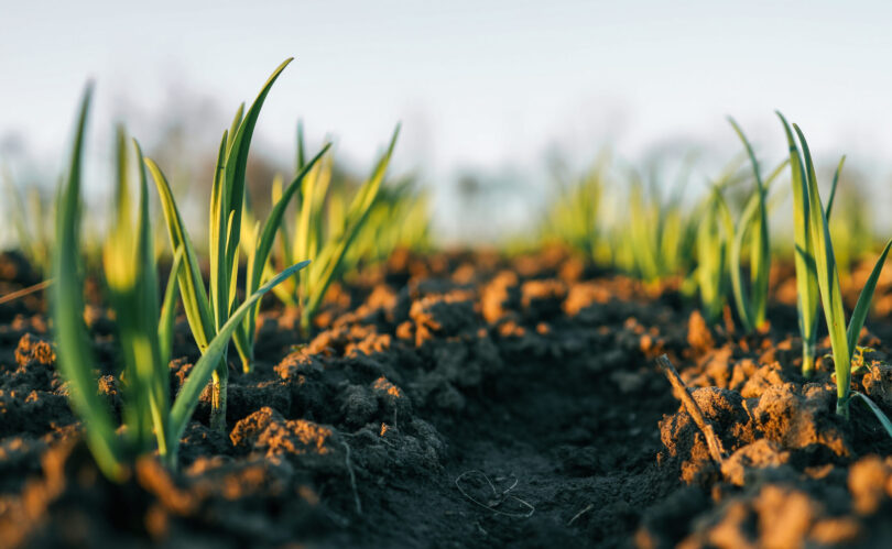 Rendimento agrícola deverá aumentar até 2035, mas volatilidade ameaça ganhos