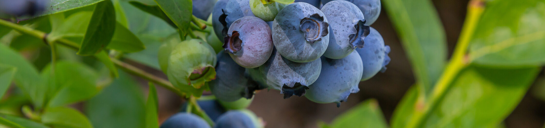 Exportações de pequenos frutos atingem 398 milhões de euros em 2025