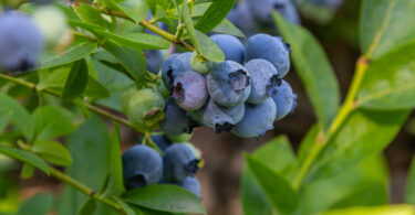 Exportações de pequenos frutos atingem 398 milhões de euros em 2025