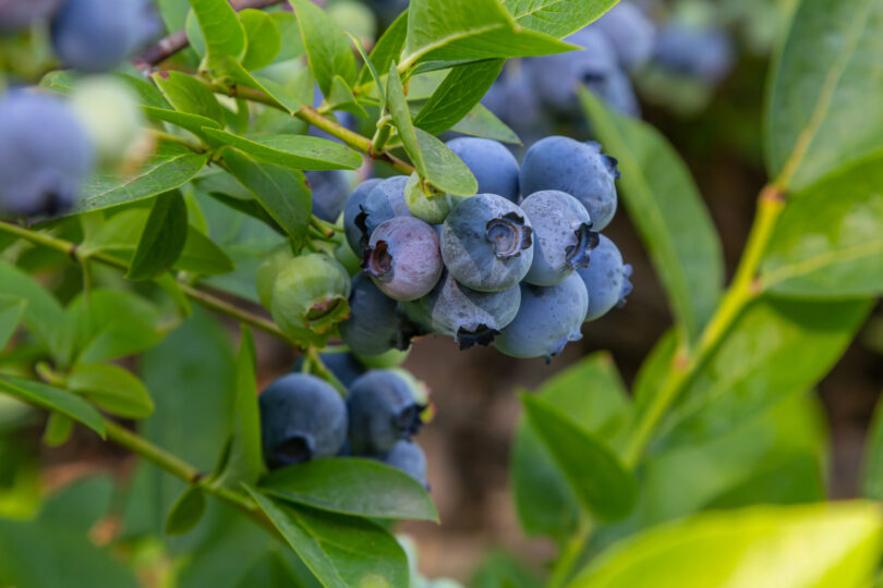 Exportações de pequenos frutos atingem 398 milhões de euros em 2025