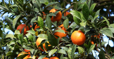 Florida avança com plantação de 300 mil árvores de citrinos resistentes ao greening