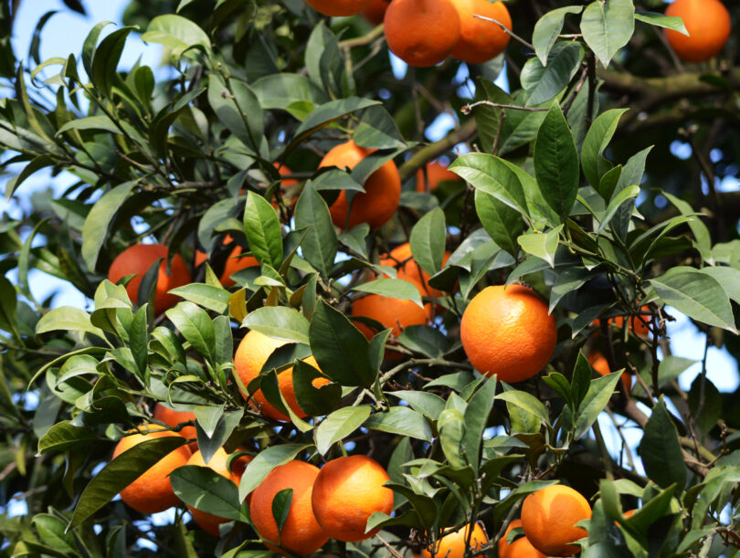 Florida avança com plantação de 300 mil árvores de citrinos resistentes ao greening