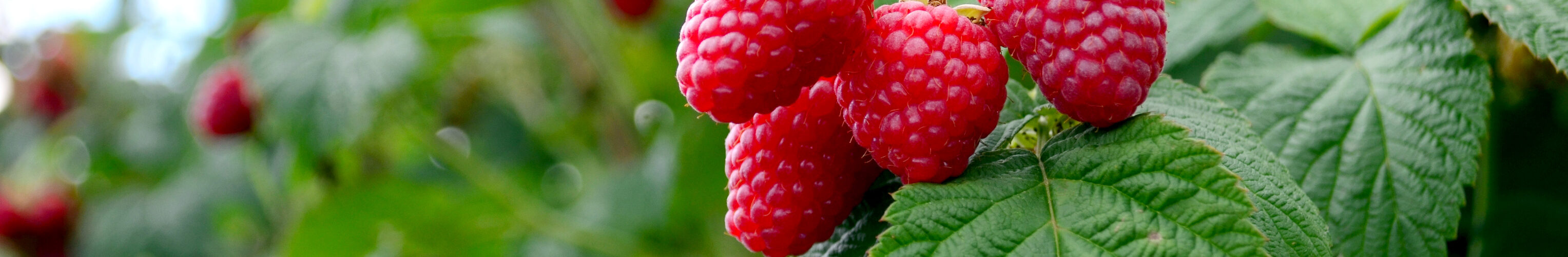 Produção nacional de pequenos frutos mais do que triplica em dez anos