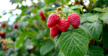 Produção nacional de pequenos frutos mais do que triplica em dez anos