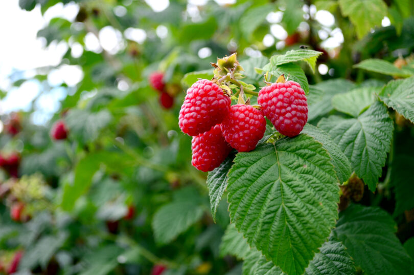 Produção nacional de pequenos frutos mais do que triplica em dez anos
