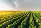 Soluções inovadoras para sementes, fertilização e solo ganham peso na produtividade agrícola