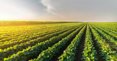 Soluções inovadoras para sementes, fertilização e solo ganham peso na produtividade agrícola