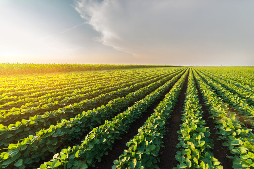 Soluções inovadoras para sementes, fertilização e solo ganham peso na produtividade agrícola