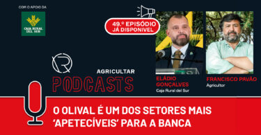 O olival é um dos setores mais ‘apetecíveis’ para a banca