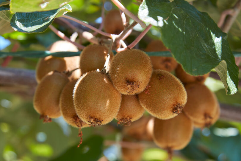 Governo reforça prioridade à valorização da produção nacional de kiwi