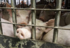 Governo regulamenta matadouros móveis para reduzir transporte de animais