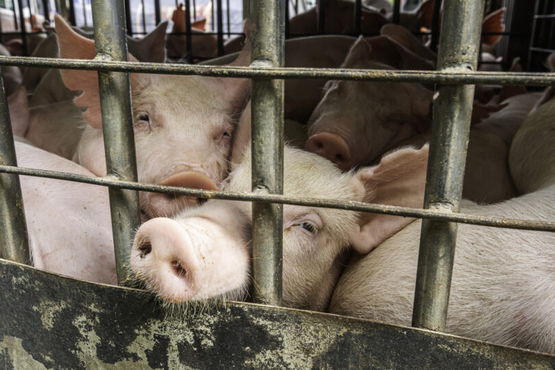 Governo regulamenta matadouros móveis para reduzir transporte de animais