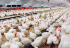 Efetivo pecuário global cresce 53% em 20 anos e aumenta pressão sobre áreas agrícolas