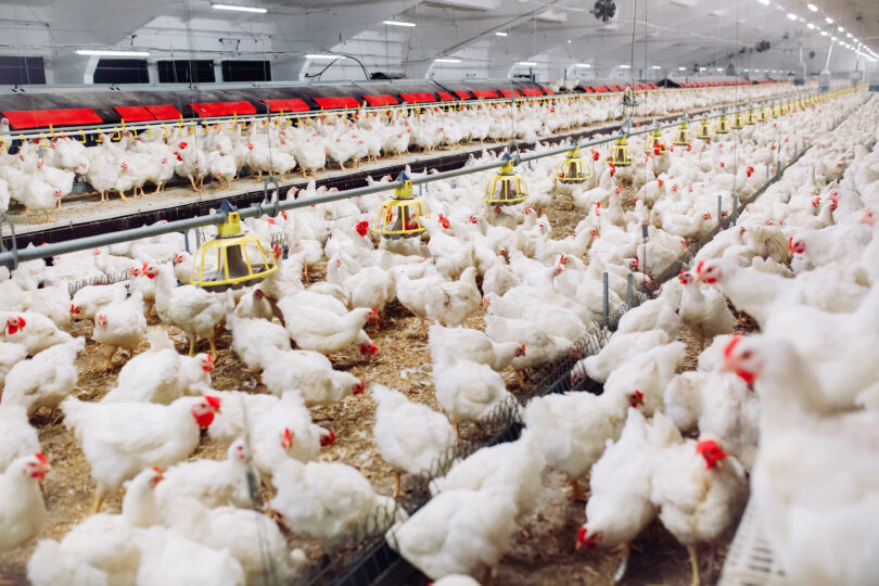 Efetivo pecuário global cresce 53% em 20 anos e aumenta pressão sobre áreas agrícolas
