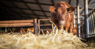 Estratégia da UE reconhece papel da pecuária e das proteínas, mas falta plano de ação, dizem organizações agrícolas