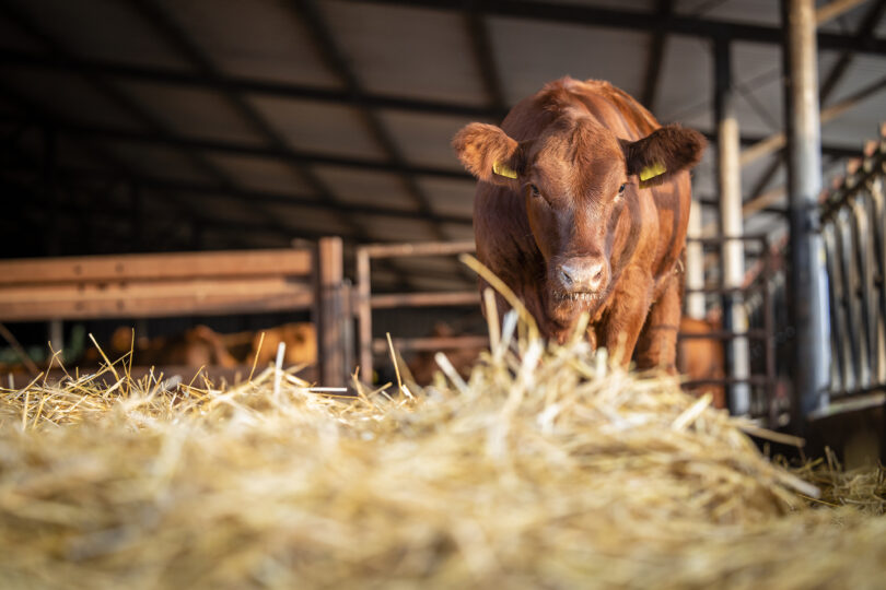 Estratégia da UE reconhece papel da pecuária e das proteínas, mas falta plano de ação, dizem organizações agrícolas