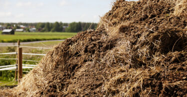 Comissão Europeia quer promover uso de estrume para reduzir dependência de fertilizantes importados