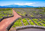 Setor vitivinícola dos Açores aumenta área de vinha e atinge máximos em marcas