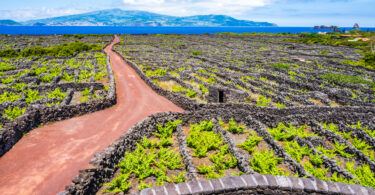 Setor vitivinícola dos Açores aumenta área de vinha e atinge máximos em marcas