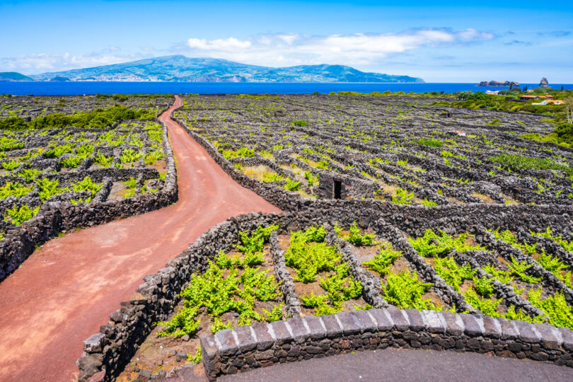 Setor vitivinícola dos Açores aumenta área de vinha e atinge máximos em marcas