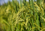Edição genética ajuda a identificar mecanismo de defesa do arroz contra fogo bacteriano