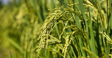 Edição genética ajuda a identificar mecanismo de defesa do arroz contra fogo bacteriano