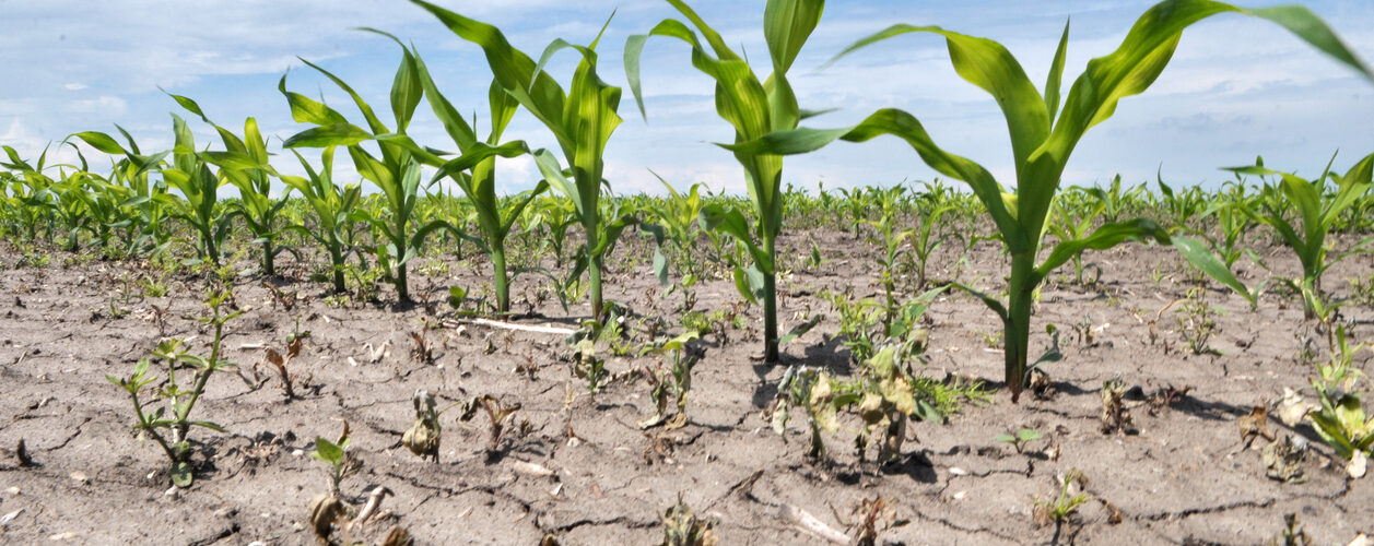 Onda de calor terá causado perdas de 2 mil milhões de euros nos cereais europeus