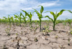 Onda de calor terá causado perdas de 2 mil milhões de euros nos cereais europeus