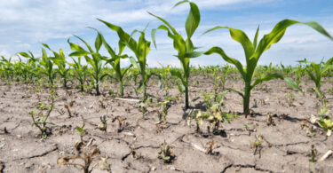 Onda de calor terá causado perdas de 2 mil milhões de euros nos cereais europeus