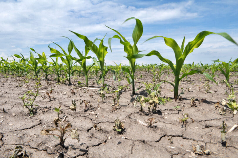 Onda de calor terá causado perdas de 2 mil milhões de euros nos cereais europeus