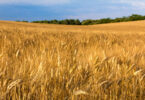Calor provoca perdas superiores a 30% nos cereais em regiões produtoras de Espanha