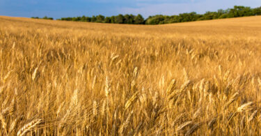 Calor provoca perdas superiores a 30% nos cereais em regiões produtoras de Espanha