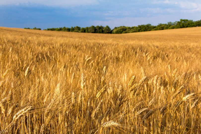 Calor provoca perdas superiores a 30% nos cereais em regiões produtoras de Espanha